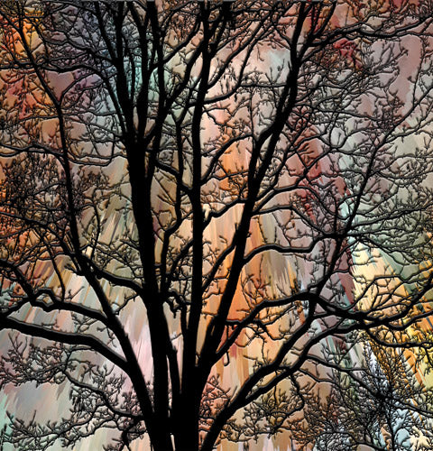 Sunset Tree Silhouette Landscape Artwork