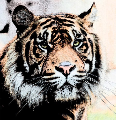 Realistic Tiger Portrait Wildlife Artwork